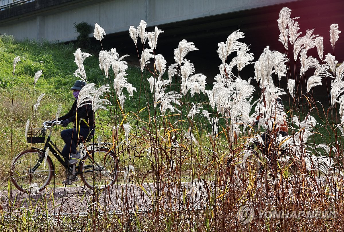 빛나는 가을 억새